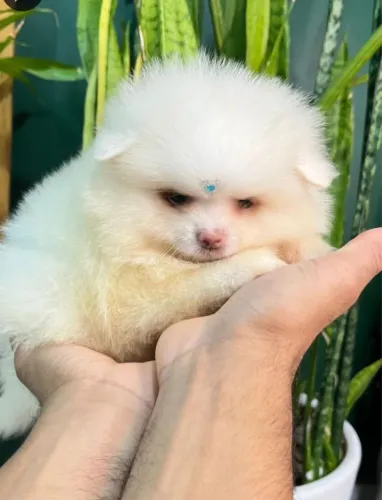 Spitz alemão confira
