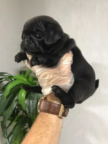 Pug- Black machinho com garantias em contrato, com 49 dias, top-Daniela