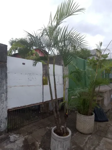 Palmeira aranca bambu.