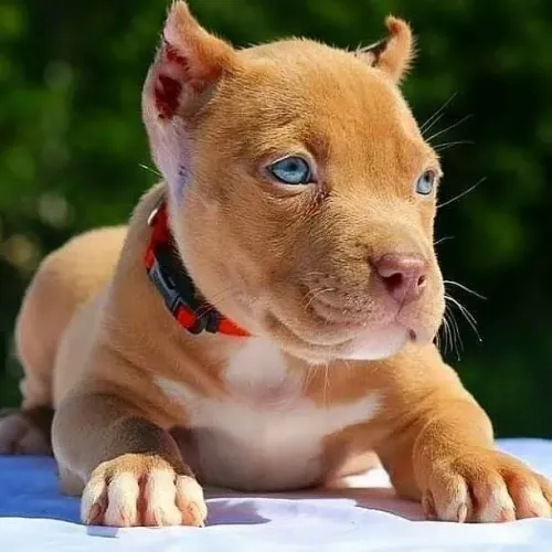 Filhote Pitbull com Olhos verdes - Fofura!