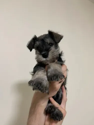 Filhotinho de schnauzer no canil caieiras kennel 