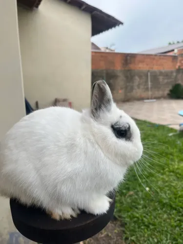 Coelho