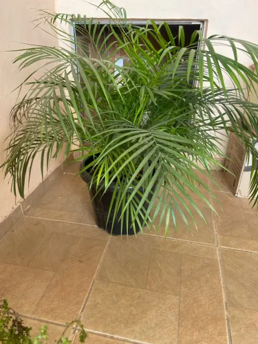 Planta coqueirinho