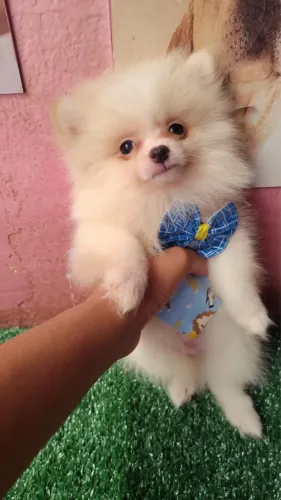 Spitz alemão -Cães de pequeno porte para convivência