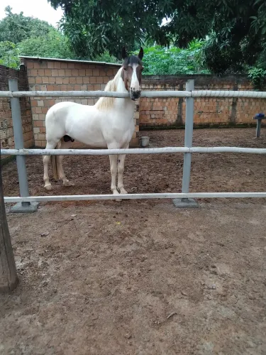 Cavalo