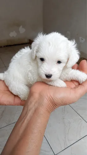 Poodle Toy