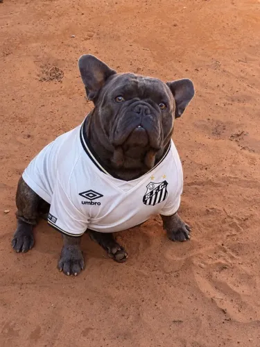 Buldogue francês 
