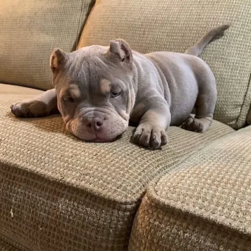 Seu bebezão de quatro patas de American Bully Pocket!!!!