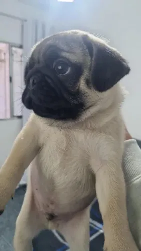 Filhote Pug, Felicidade em Quatro Patas!
