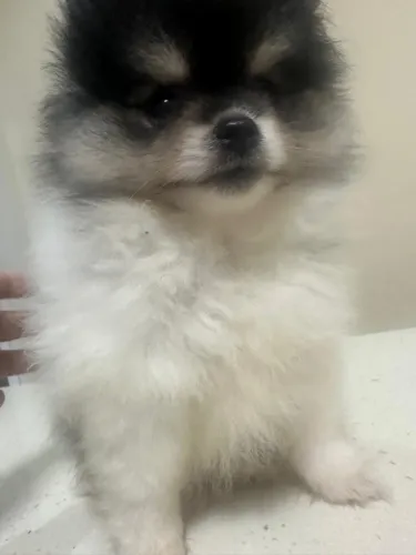 Lulu da pomerãnia