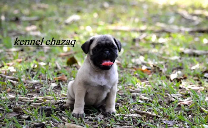 Pug essa fêminha padrão mini tem beleza unica