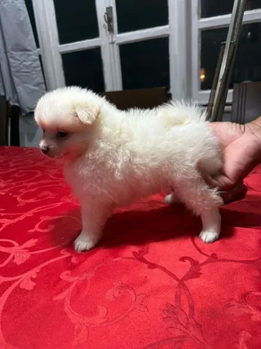 Lulu da Pomerânia, Spitz Alemão Anão