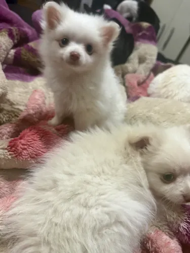 Filhote de Spitz Alemão - Lulu da Pomerânia - Macho