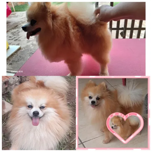 Spitz alemão macho a procura de uma namorada 