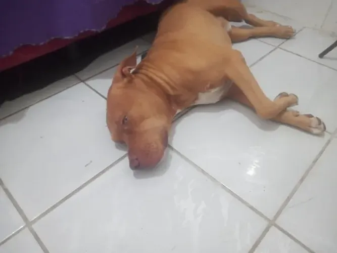 Vendo pitibul raça pura