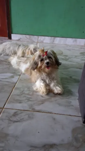 cachorrinha