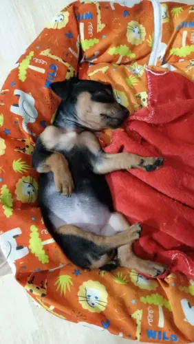Pincher 