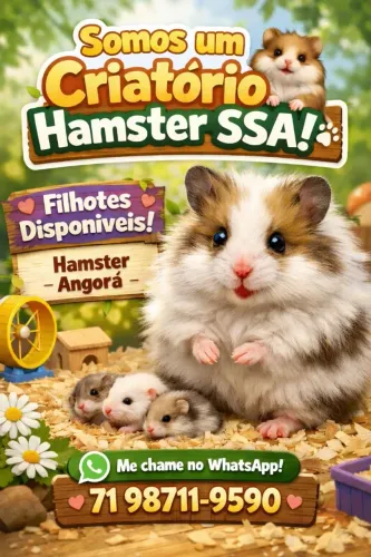 Hamster Angorá 