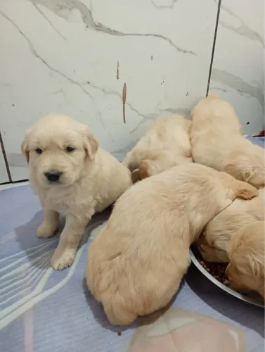 Golden Retriever Macho e Fêmea - Alta Qualidade