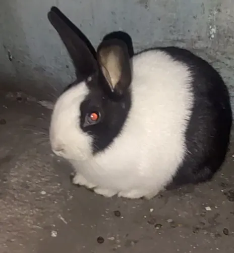 Doação de coelho macho só entrego na estação autódromo