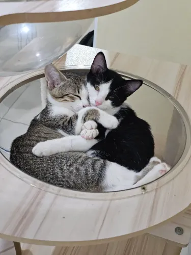 Gatinhos para adoção