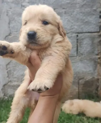 Golden Retriever Para Sua Família
