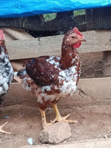 Frango GSB sertanejo balão