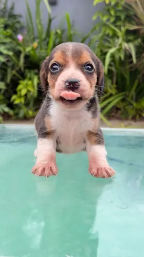 Beagle lindíssima bem pequena