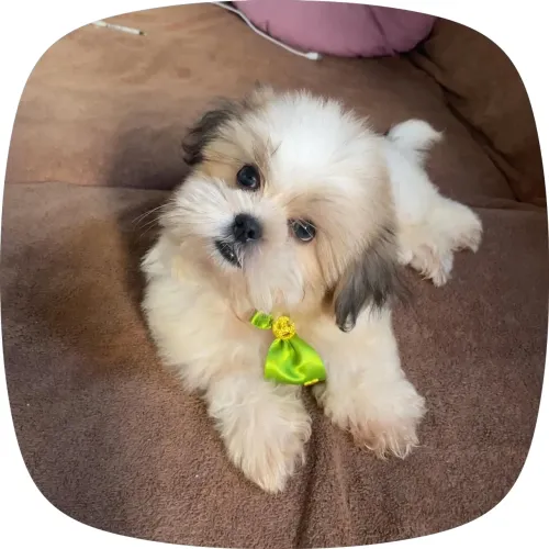 Filhote Shih tzu