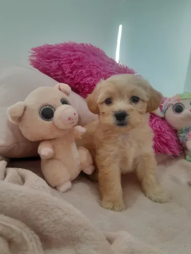 Poodle toy fêmea a última 
