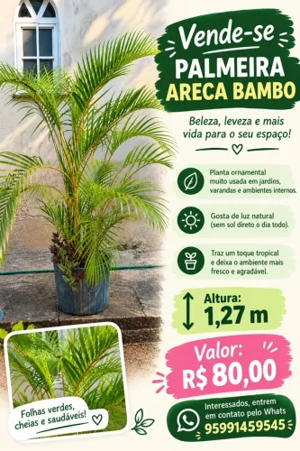 PALMEIRA ARECA BAMBU - 1,27 m - R$ 80, 00