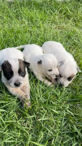 Venda de cachorro