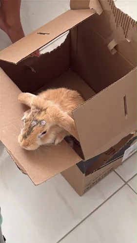 Coelha mini lopi