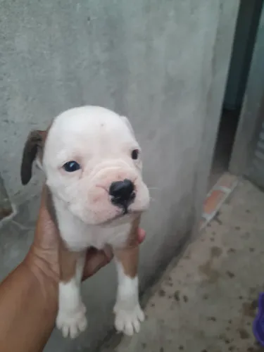 Vendo cachorro Box com 48 dias de nascido