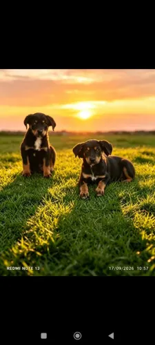 Rottweiler machos 