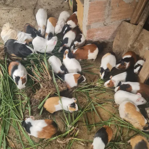 Porquinho da Índia