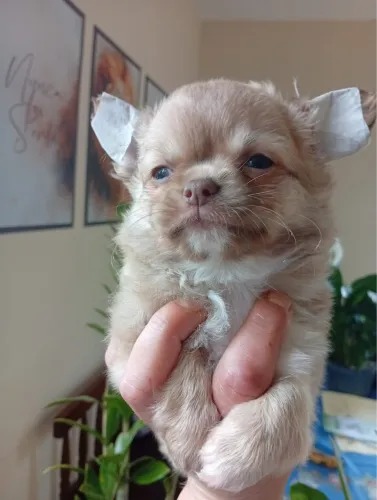 Filhotes de Chiuhuahua macho