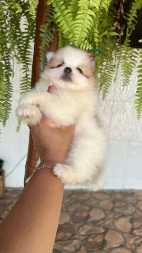 Spitz Alemão lindo demais