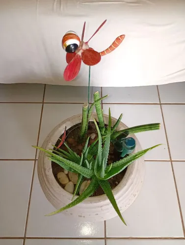 Aloe vera arranjo 