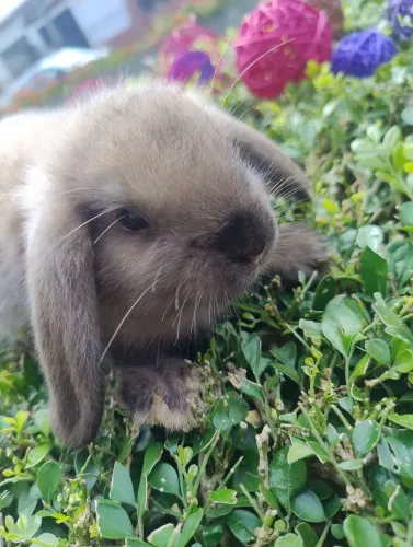 Coelho mini Lop disponível