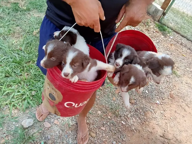 Border Collie marrom com branco disponíveis para venda 