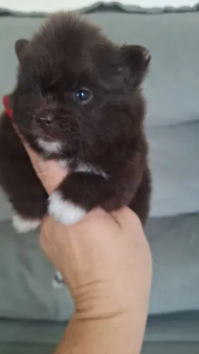 Lulu da Pomerânia chocolate