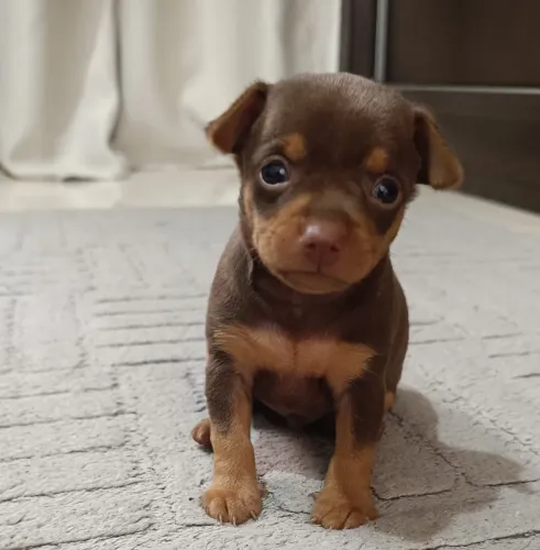 Pinscher miniatura chocolate macho