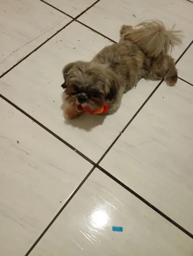 Animal 