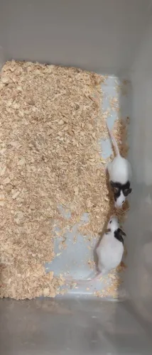 Filhotes de Ratinhos Topolinos - Menor do Mundo - Entrega 
