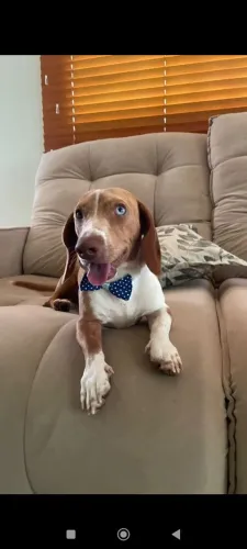 dachshund mini para reprodução 