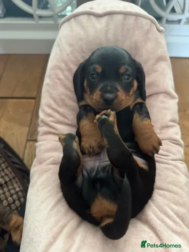 Neném dachshund/teckel/basset/salsicha/cofap brincalhão com saúde em dia