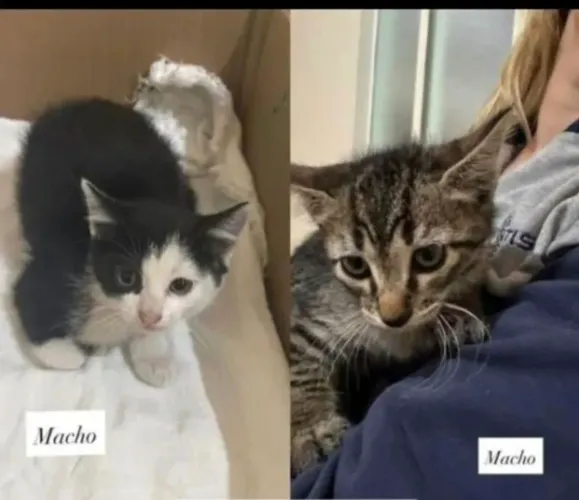Gatos para adoção 