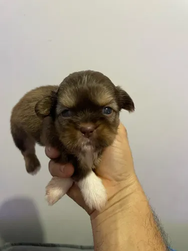 Cachorro shake tzu macho