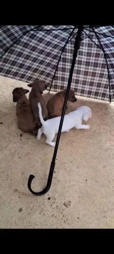Fêmeas para adoção! Favor ler todo o anúncio